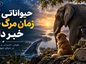 حیواناتی که از زمان مرگ خود خبر دارند