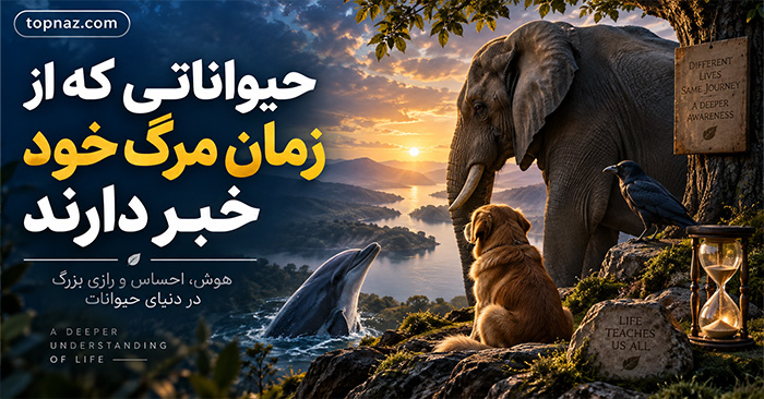حیواناتی که از زمان مرگ خود خبر دارند؛ رفتار جانوران نزدیک مرگ؛ تفاوت شواهد علمی با باورهای رایج حیواناتی که از زمان مرگ خود خبر دارند؛ رفتار جانوران نزدیک مرگ؛ تفاوت شواهد علمی با باورهای رایج