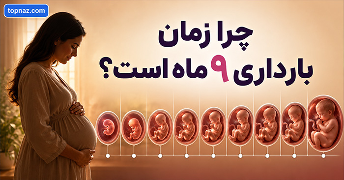 چرا زمان بارداری ۹ ماه است؟ دلیل ۴۰ هفته بودن بارداری و نحوه محاسبه سن جنین چرا زمان بارداری ۹ ماه است؟ دلیل ۴۰ هفته بودن بارداری و نحوه محاسبه سن جنین