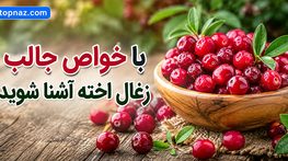 با خواص جالب زغال اخته آشنا شوید؛ ارزش غذایی و ترکیبات آنتی‌اکسیدانی؛ فواید احتمالی و نکات مصرف