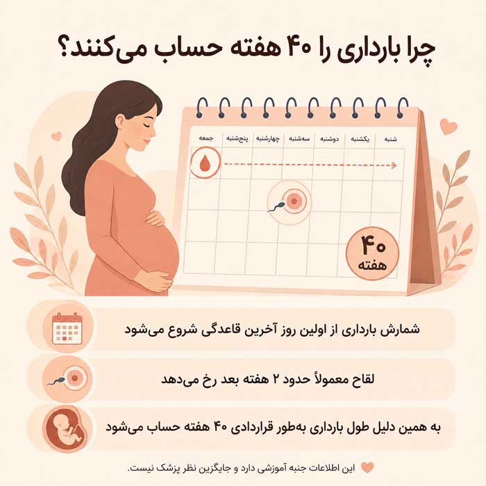 چرا زمان بارداری ۹ ماه است؟ دلیل ۴۰ هفته بودن بارداری و نحوه محاسبه سن جنین چرا بارداری را ۴۰ هفته حساب میکنند؟