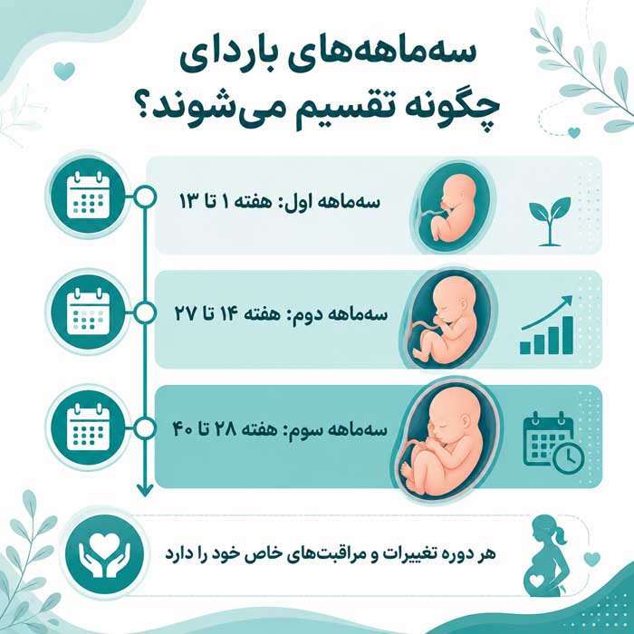چرا زمان بارداری ۹ ماه است؟ دلیل ۴۰ هفته بودن بارداری و نحوه محاسبه سن جنین سهماهههای بارداری چگونه تقسیم میشوند؟