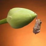 perfectly timed animal photos15