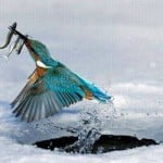 perfectly timed animal photos27