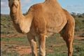نحوه استفاده از چای کیسه ای برای زیبایی و سلامت چشم ها نحوه استفاده از چای کیسه ای برای زیبایی و سلامت چشم ها
