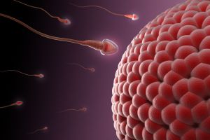 رابطه جنسی چه نقشی در تخمک گذاری دارد؟