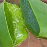 خواص و مضرات آلوئه ورا آلوئهورا