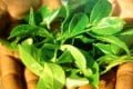 با خوردن این گیاهان به جنگ سرطان بروید گیاه ضد سرطان