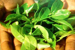 با خوردن این گیاهان به جنگ سرطان بروید