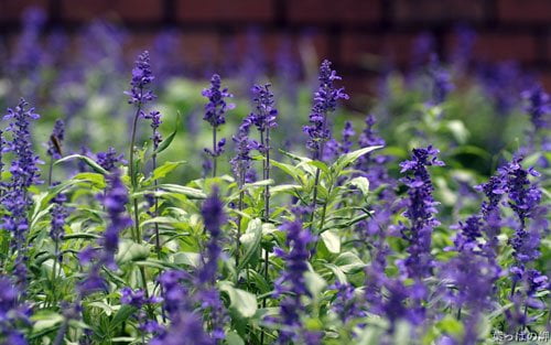 عکس از گل های زیبا