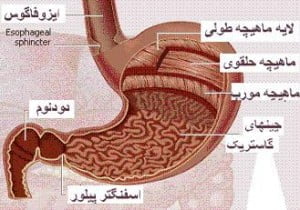اگر نفخ معده دارید،بخوانید نفخ معده