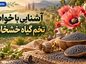 آشنایی با خواص تخم گیاه خشخاش؛ ارزش غذایی، فواید و نکات مهم ایمنی آشنایی با خواص تخم گیاه خشخاش
