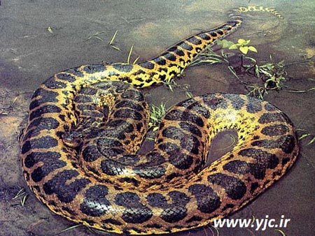 6 موجود جالب در جنگل های آمازون +عکس