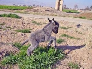 حکایت صوفی و خرش