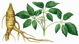 آیا گیاه جینسنگ خاصیتی دارد؟ گیاه جینسنگ