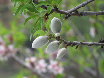 معمای جالب کاشت درخت معمای جالب کاشت درخت