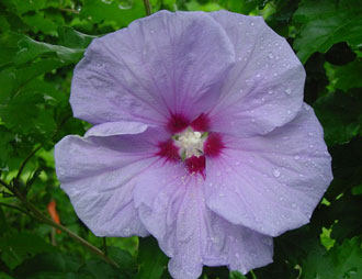 این گیاه قند خون را کاهش می دهد