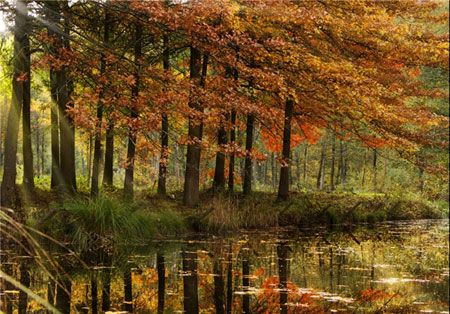 زیباترین منظره های پاییز در کشورهای جهان +تصاویر