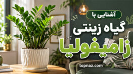آشنایی با گیاه زینتی زامیفولیا