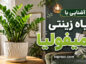 آشنایی با گیاه زینتی زامیفولیا