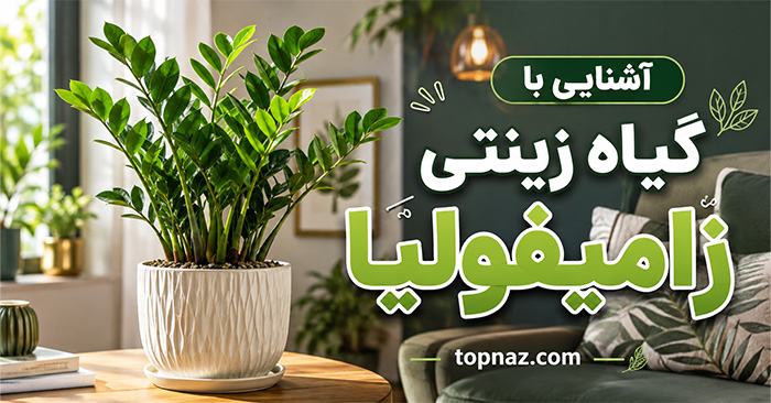 آشنایی با گیاه زینتی زامیفولیا؛ نور، آبیاری و خاک مناسب؛ تکثیر و جلوگیری از زرد شدن برگها آشنایی با گیاه زینتی زامیفولیا؛ نور، آبیاری و خاک مناسب؛ تکثیر و جلوگیری از زرد شدن برگها