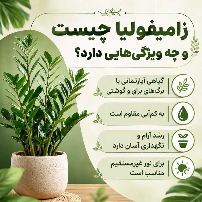 آشنایی با گیاه زینتی زامیفولیا؛ نور، آبیاری و خاک مناسب؛ تکثیر و جلوگیری از زرد شدن برگها زامیفولیا چیست و چه ویژگیهایی دارد؟