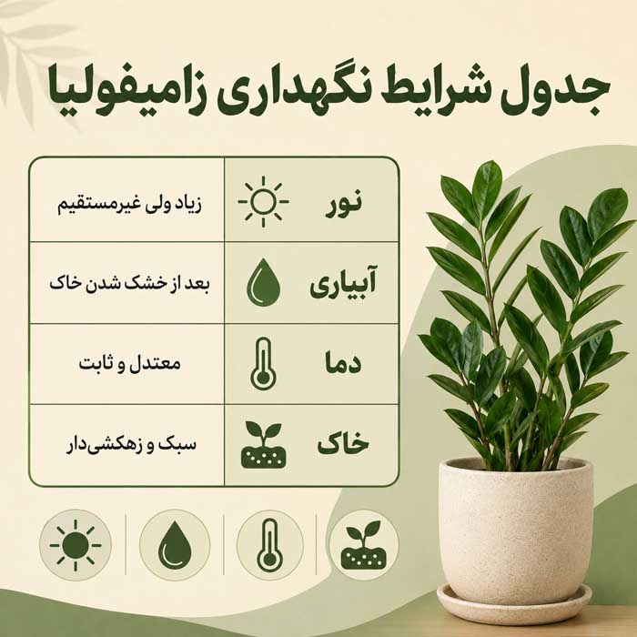 آشنایی با گیاه زینتی زامیفولیا؛ نور، آبیاری و خاک مناسب؛ تکثیر و جلوگیری از زرد شدن برگها جدول شرایط نگهداری زامیفولیا