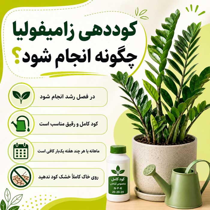 آشنایی با گیاه زینتی زامیفولیا؛ نور، آبیاری و خاک مناسب؛ تکثیر و جلوگیری از زرد شدن برگها کوددهی زامیفولیا چگونه انجام شود؟
