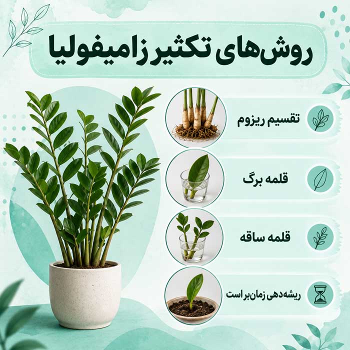 آشنایی با گیاه زینتی زامیفولیا؛ نور، آبیاری و خاک مناسب؛ تکثیر و جلوگیری از زرد شدن برگها روشهای تکثیر زامیفولیا