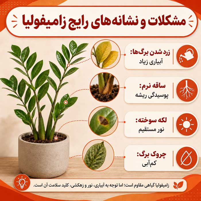 آشنایی با گیاه زینتی زامیفولیا؛ نور، آبیاری و خاک مناسب؛ تکثیر و جلوگیری از زرد شدن برگها مشکلات و نشانههای رایج زامیفولیا