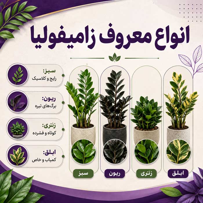 آشنایی با گیاه زینتی زامیفولیا؛ نور، آبیاری و خاک مناسب؛ تکثیر و جلوگیری از زرد شدن برگها انواع معروف زامیفولیا
