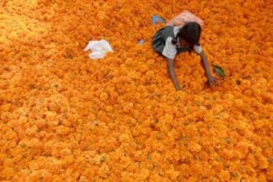 جشن دیوالی چیست؟، تاریخچه و تصاویر جشن هندوها جشن دیوالی