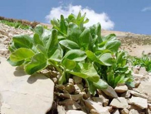 فواید کرفس کوهی برای کاهش چربی خون + حل مشکل چربی و فشار خون با کرفس کوهی فواید کرفس کوهی برای کاهش چربی خون + حل مشکل چربی و فشار خون با کرفس کوهی