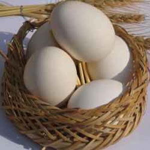 معما : تعداد تخم مرغ ها چند عدد است؟