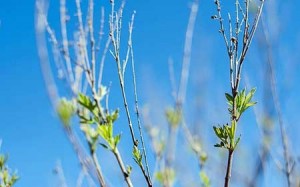 عکس های دیدنی خوزستان در فصل بهار عکس های دیدنی خوزستان در فصل بهار