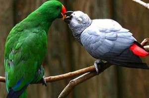 عکس های رمانتیک و عاشقانه از پرندگان عکس های رمانتیک و عاشقانه از پرندگان
