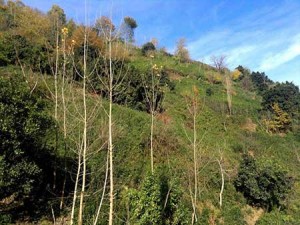 منطقه گردشگری و توریستی زیبای لیلاکوه