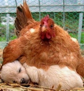 عکس های خنده دار + نوشته های بامزه