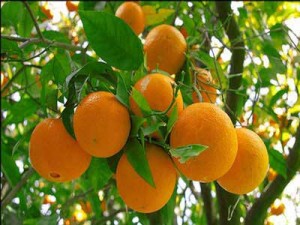 با خوردن این میوه ها پوست محکم و سفتی داشته باشید با خوردن این میوه ها پوست محکم و سفتی داشته باشید