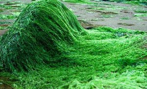 با مصرف این گیاه از پیری و چاقی جلوگیری کنید