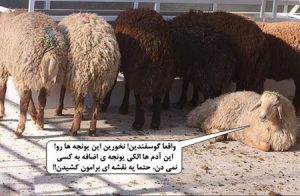 عکس های خنده دار عید قربان و عکس پروفایل خنده دار از گوسفند عید قربان عکس های خنده دار عید قربان و عکس پروفایل خنده دار از گوسفند عید قربان