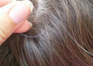 اگر موهای سفید را بکنیم بیشتر می شوند؟ اگر موهای سفید را بکنیم بیشتر می شوند؟
