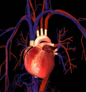 گردش خون و نحوه کار گردش خون گردش خون و نحوه کار گردش خون