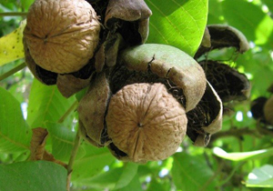 با خوردن گردو لاغر شوید