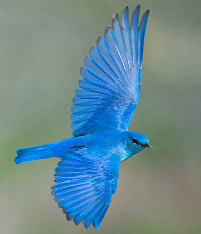 فال و طالع بینی ژاپنی
