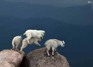 تصاویر انرژی بخش حیات وحش