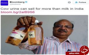 فروش ادرار گاو در شیشه در هند! (عکس)