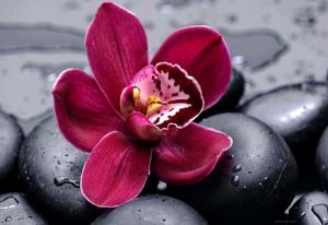 “گل ارکیده” در مورد گل ارکیده و عکس های گل ارکیده
