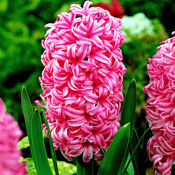 “گل سنبل” عکس های گل سنبل و پرورش گل زیبای سنبل