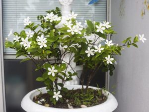 برای تصفیه هوای منزل از چه گیاهانی در خانه قرار دهیم؟ برای تصفیه هوای منزل از چه گیاهانی در خانه قرار دهیم؟